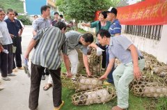 巴马喷鼻猪“喷鼻飘万里”